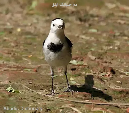 دم جنبانک ابلق